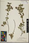 Foto von Salix herbacea L. x Salix lanata L.